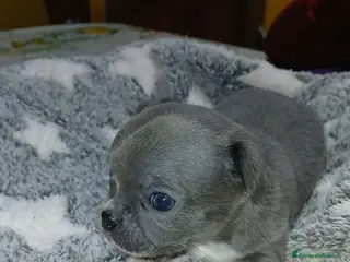 Chihuahua cani Cuccioli di Chihuahua toy puri - Annuncio 2