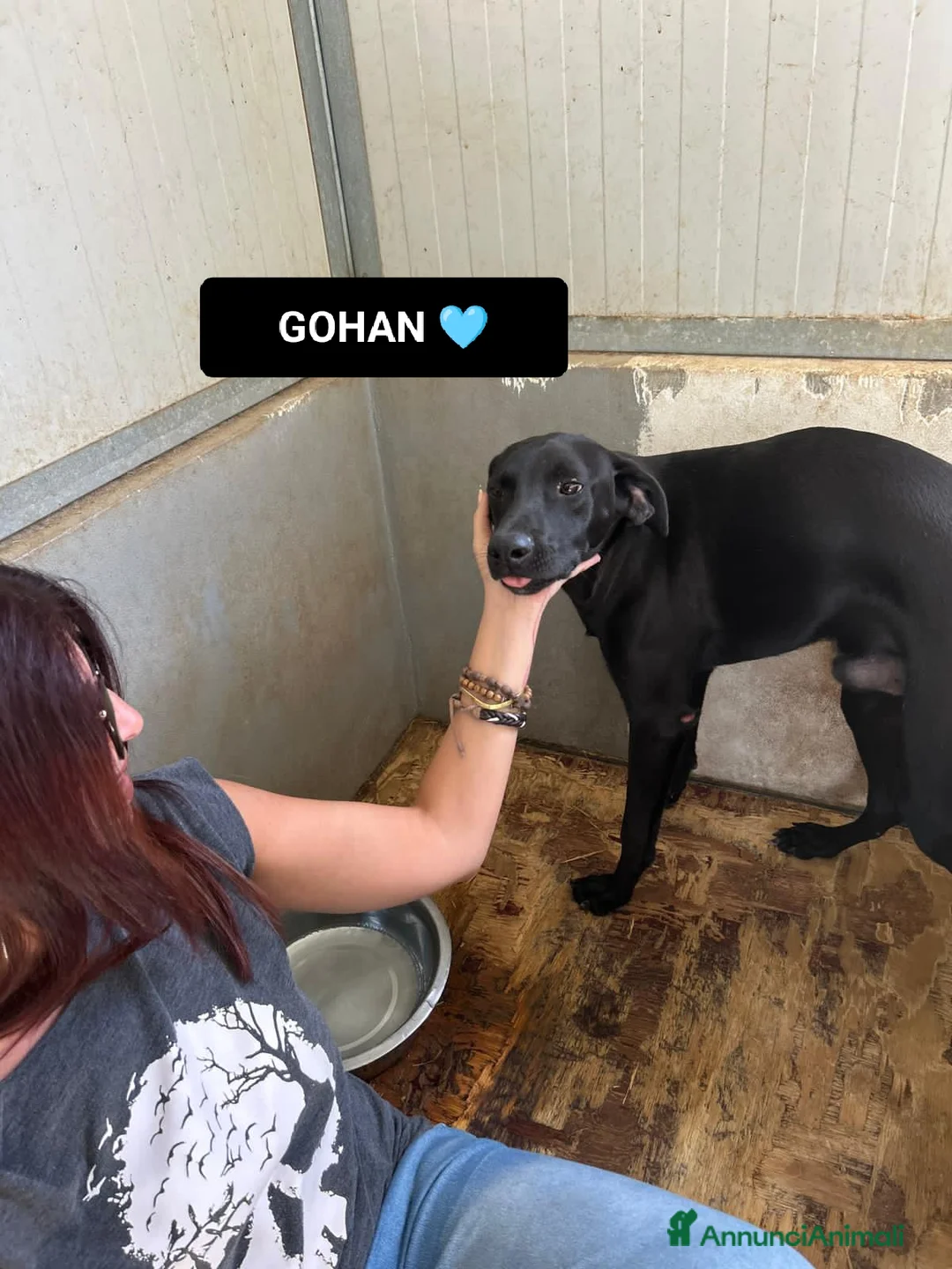 Altre razze cani in regalo: TRUNKS E GOHAN - Annuncio 5