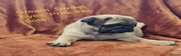 Carlino cani in vendita: Cuccioli carlino con pedigree ENCI  - Annuncio 7
