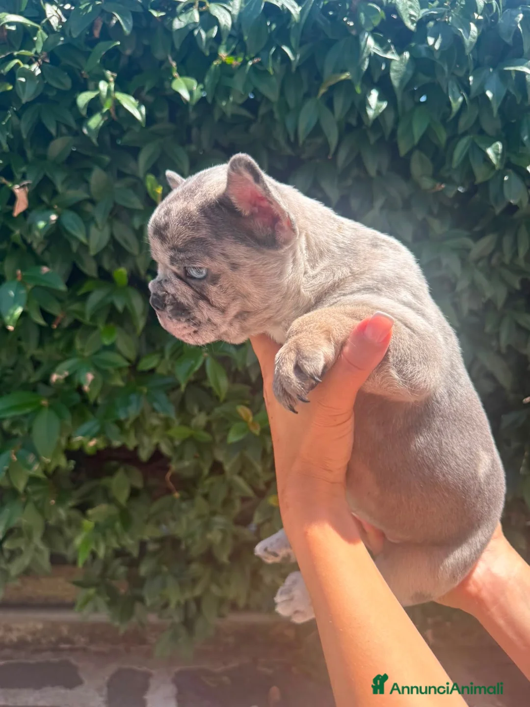 Bulldog Francese cani in vendita: Cucciolo Bulldog Francese - Annuncio 2