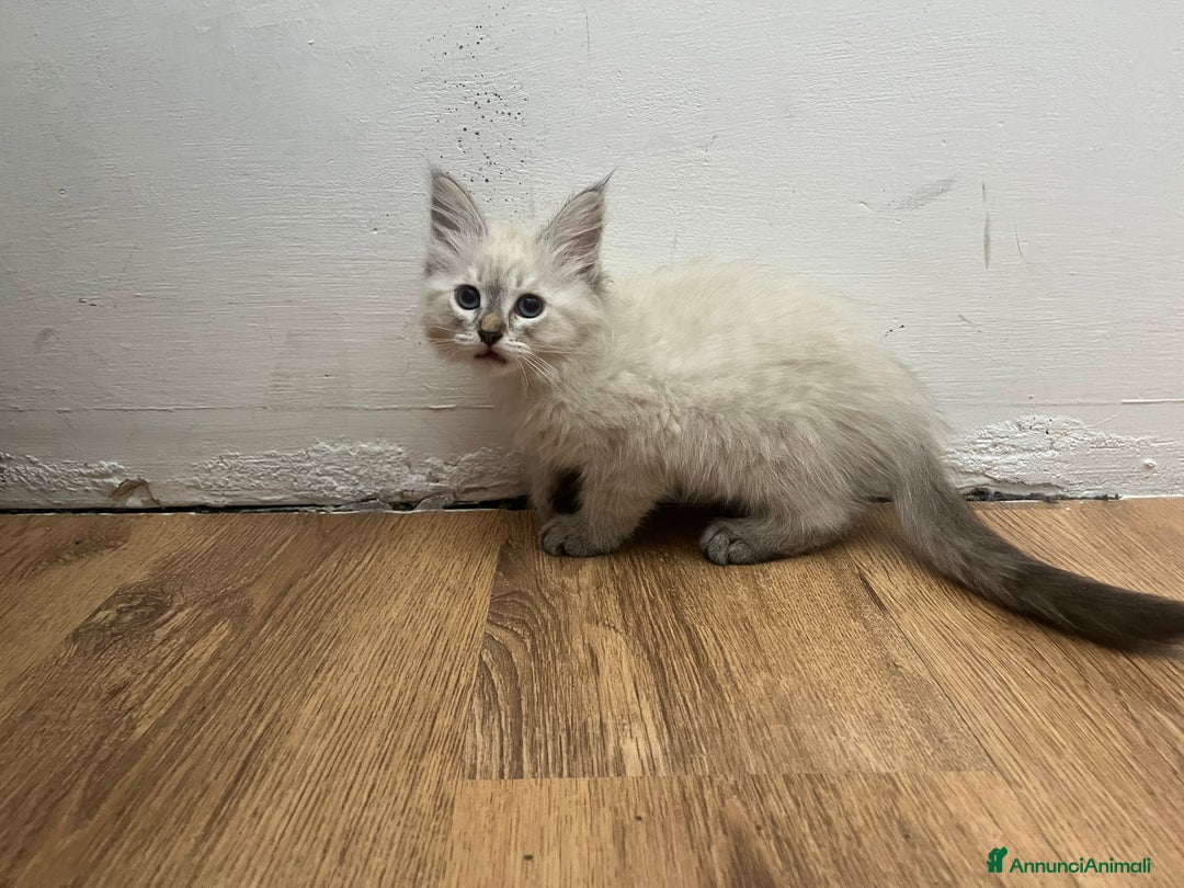 Siberiano gatti in vendita: cuccioli siberiani ipoallergenici  a Provincia di Arezzo - Immagine 6