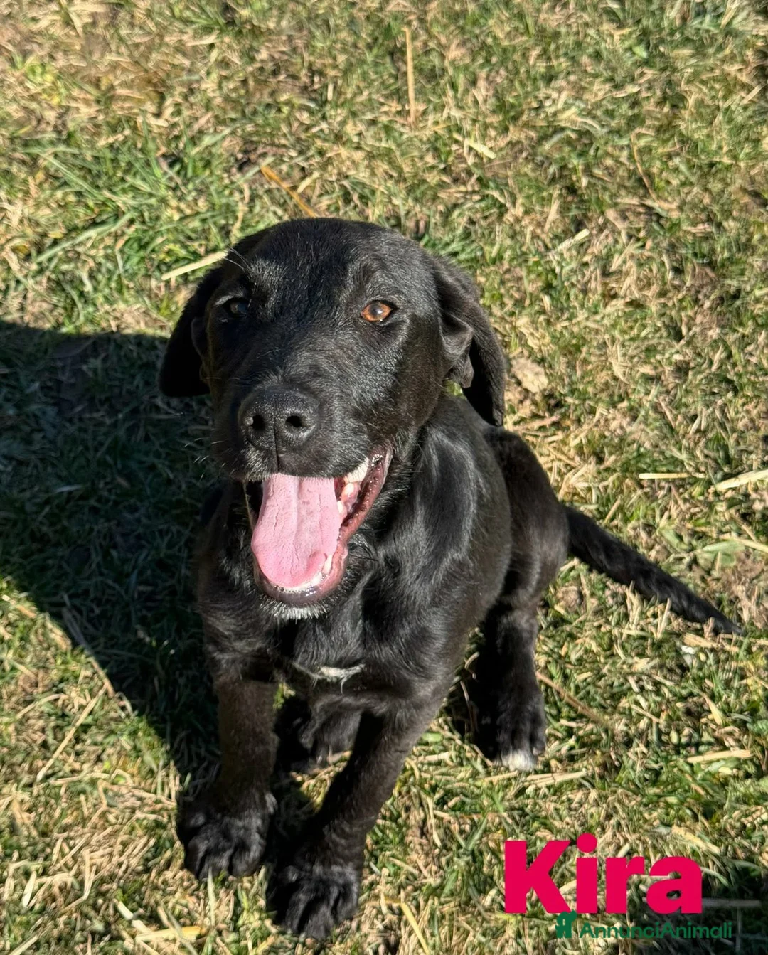 Labrador cani in regalo: 3 CUCCIOLI MIX LABRADOR affettuosissimi!! - Annuncio 13