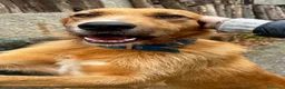 Meticcio cani in regalo: Rick  - Annuncio 9