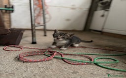 Altre razze gatti in vendita: 7 allegri batuffoli in cerca di casa a Province of Brescia - Immagine 18
