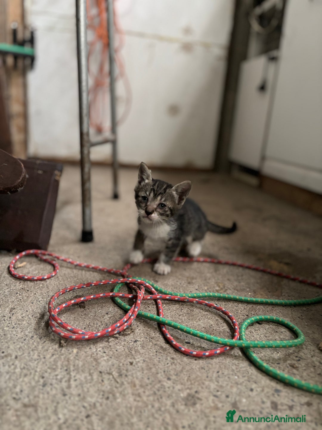 Altre razze gatti in vendita: 7 allegri batuffoli in cerca di casa a Province of Brescia - Immagine 18