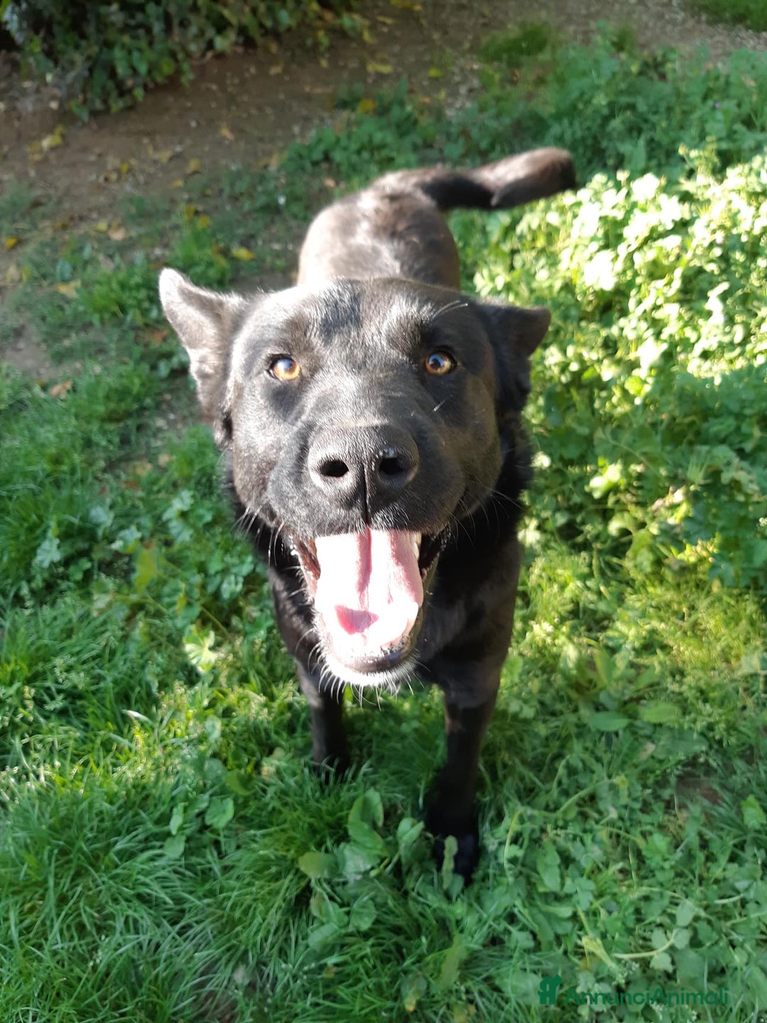 Meticcio cani in regalo: NATHAN, fantastico pastorino in nero! - Annuncio 7