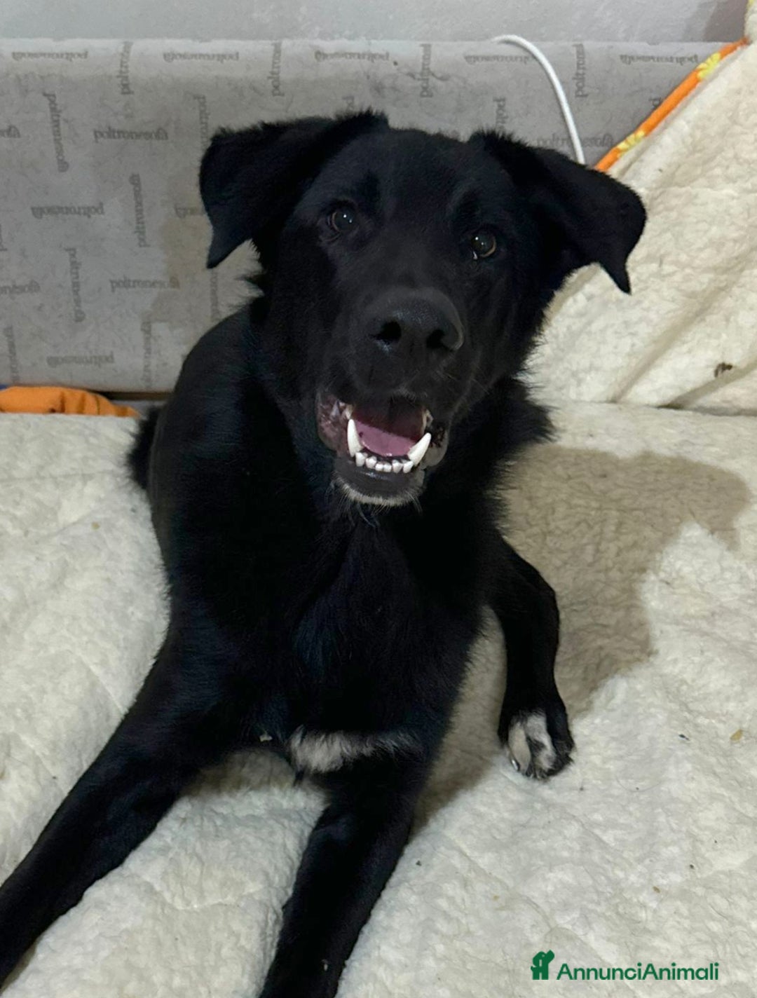 Meticcio cani in regalo: DANTE MIX BORDER COLLIE - Annuncio 3