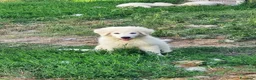 Pastore Abbruzzese Maremmano cani in vendita: Disponibili cuccioli di pastore maremmanoabruzzese - Annuncio 12