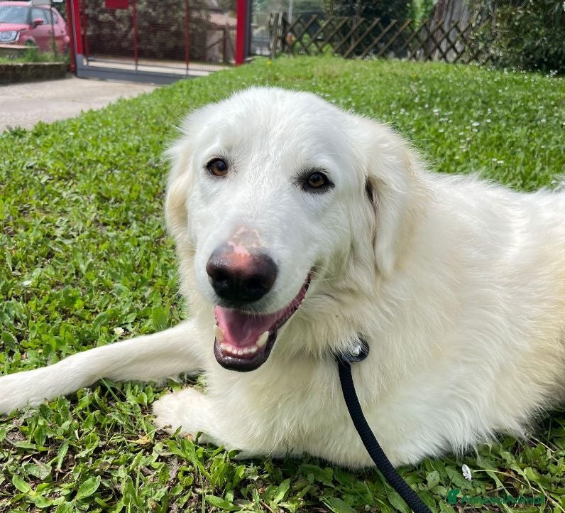 Meticcio cani TIMOTHY SEGNI PARTICOLARI BELLISSIMO, IN ADOZIONE - Annuncio 3
