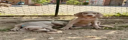 Weimaraner cani in vendita: Cucciolo di weimaraner  - Annuncio 3