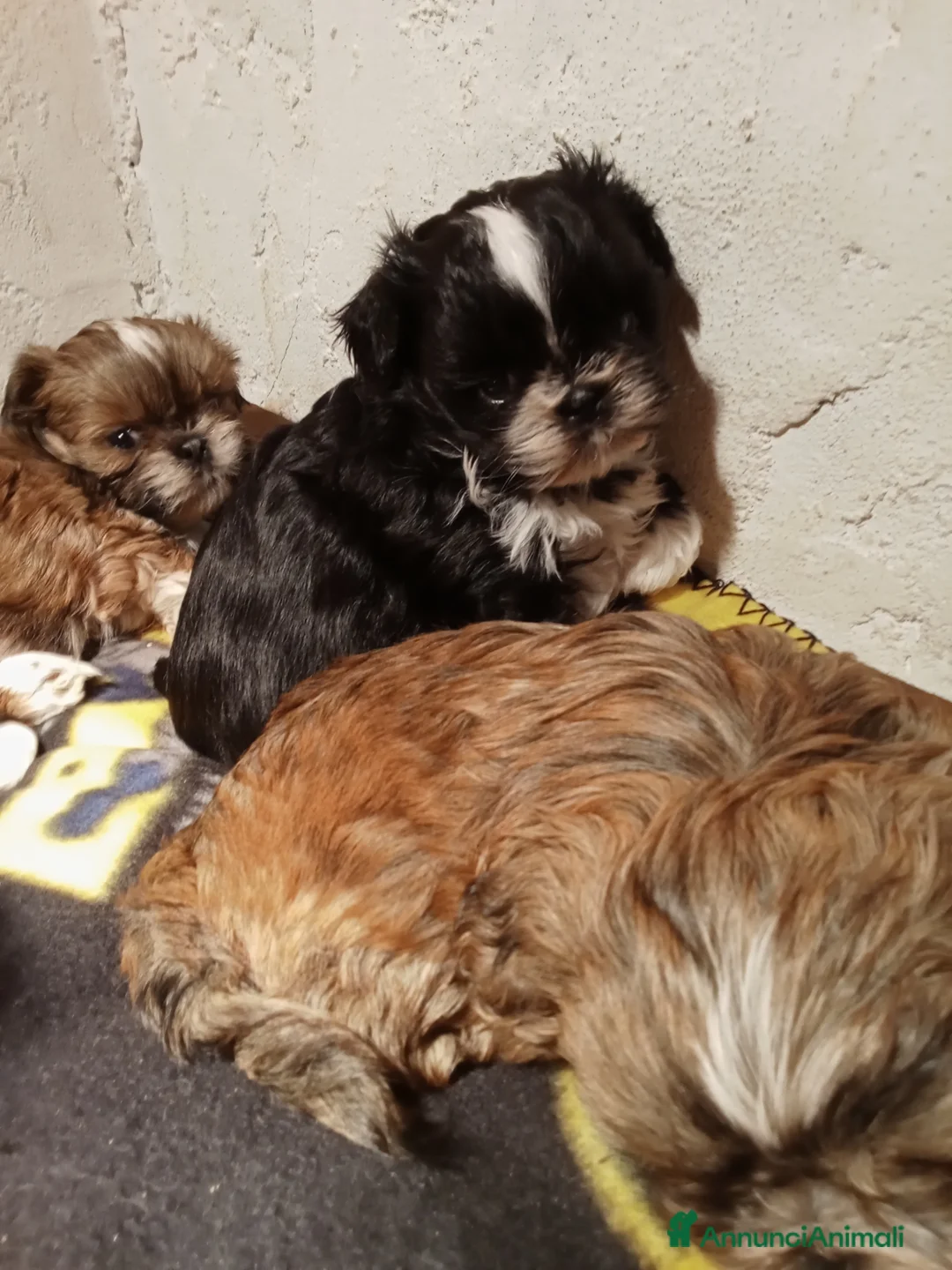 Shih Tzu cani in vendita: Splendidi cuccioli di Shitzu  - Annuncio 9