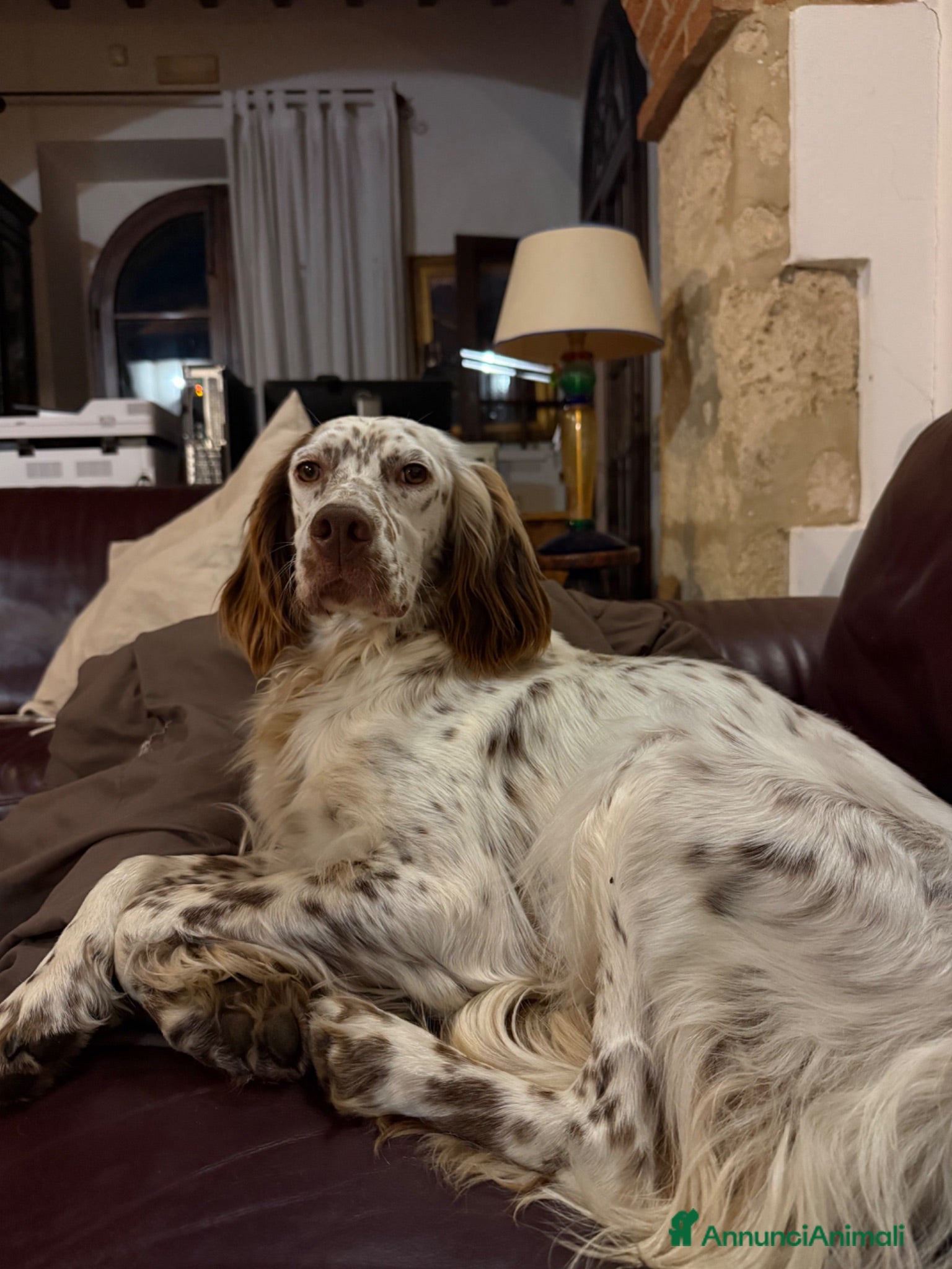 Setter Inglese cani Cuccioli setter inglese  - Annuncio 15