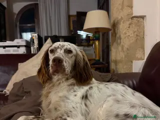 Setter Inglese cani Cuccioli setter inglese - Annuncio 1