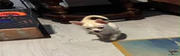 Chihuahua cani in vendita: Cucciolo Chihuahua pelo corto - Annuncio 3
