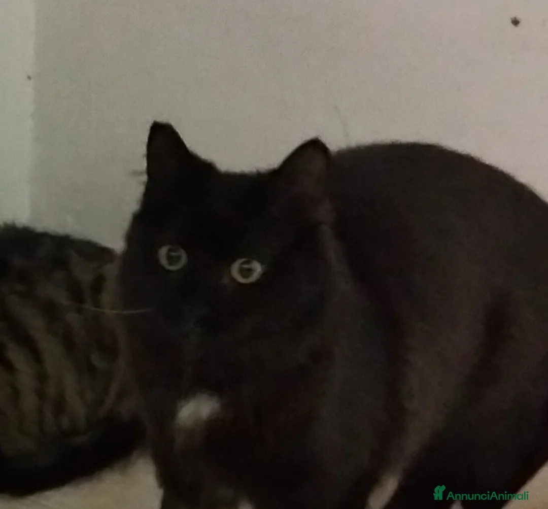 Meticcio gatti in regalo: Charlotte ed Anne, micine di 6 mesi cercano casa. - Annuncio 2