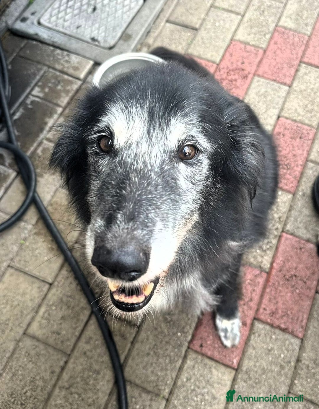 Meticcio cani in regalo: RINGO PASTORE SCOZZESE - Annuncio 2