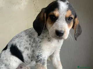 Meticcio cani CLEMENTINA ASPETTA TE - Annuncio 17