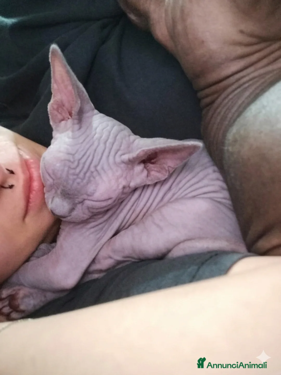Sphynx gatti in vendita: Cuccioli di sphynx con perigree - Annuncio 2