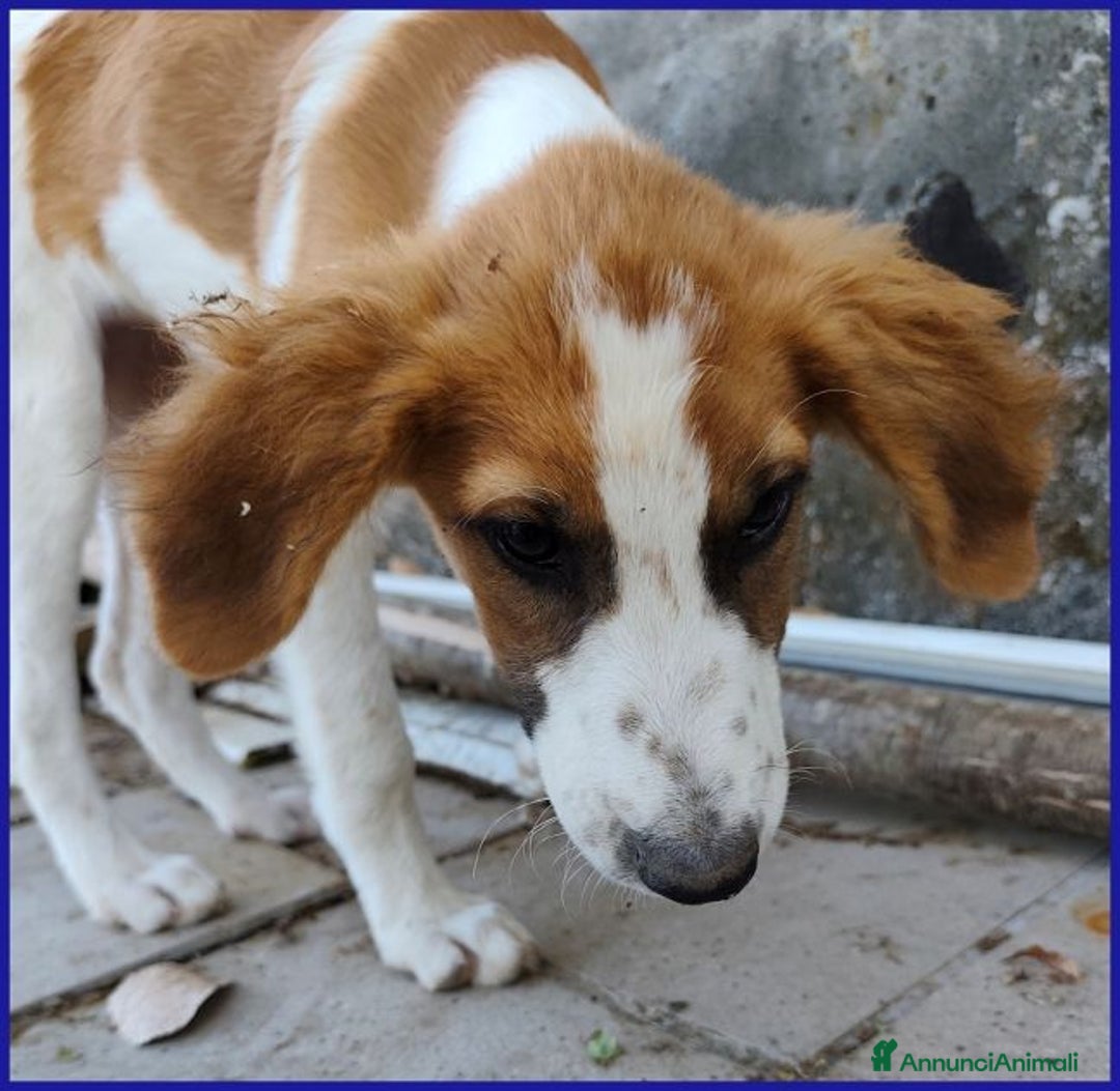 Meticcio cani in regalo: KELLY abbandonata con la sorellina - Annuncio 8