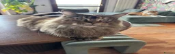 Maine Coon gatti in vendita: Cucciole Maine Coon Black Silver Tortie - Annuncio 11