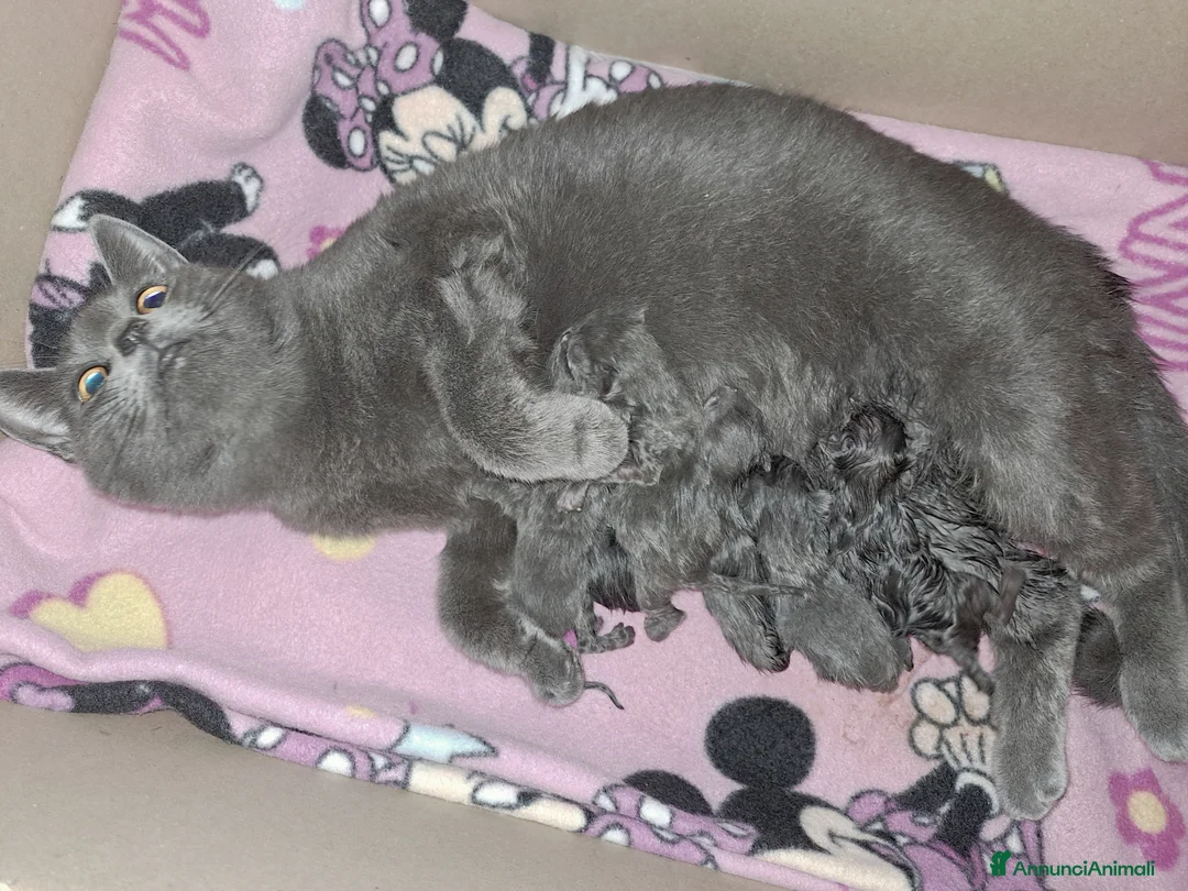 Certosino gatti in vendita: Gattini Certosini con Pedigree - Annuncio 5