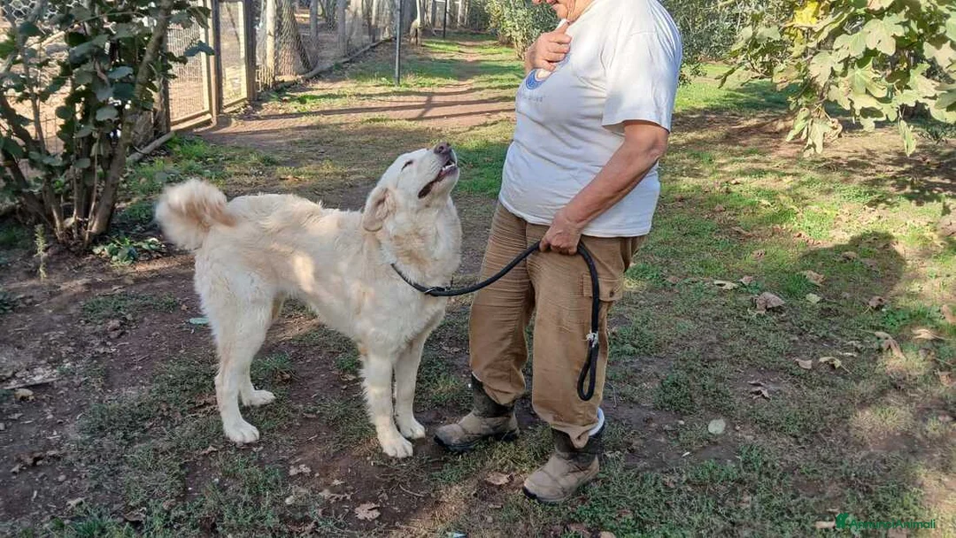 Meticcio cani in regalo: OSVALDO INC MAREMMANO CERCA UNA CASA, IN ADOZIONE - Annuncio 2