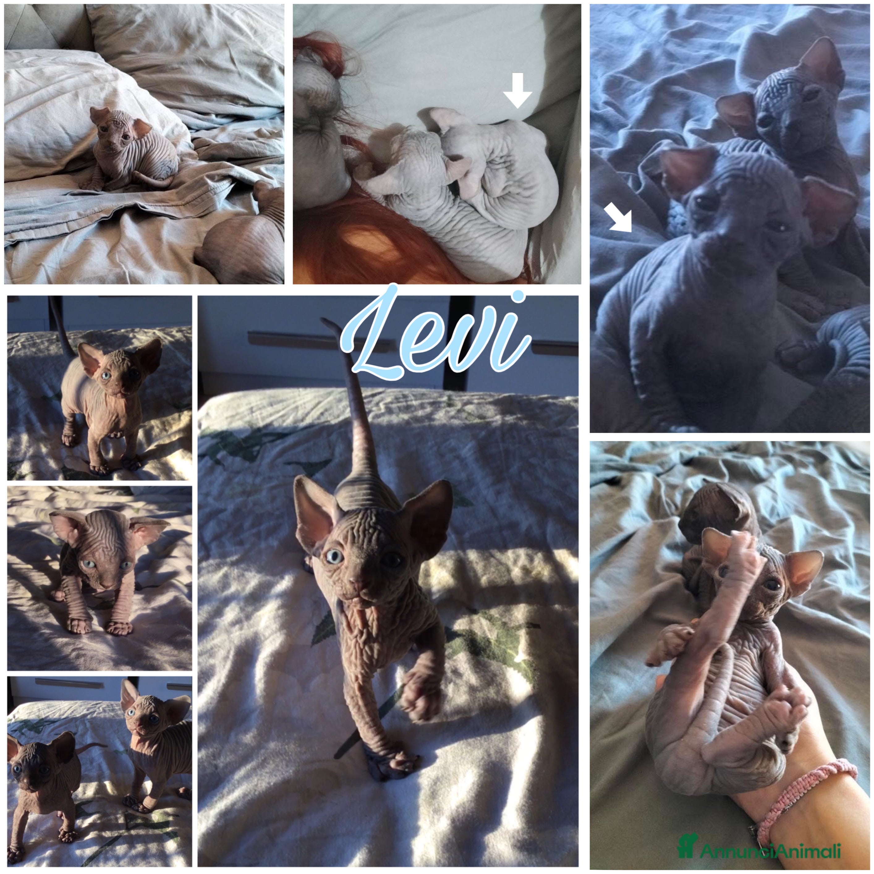 Sphynx gatti Cuccioli canadian sphynx con pedigree - Annuncio 5