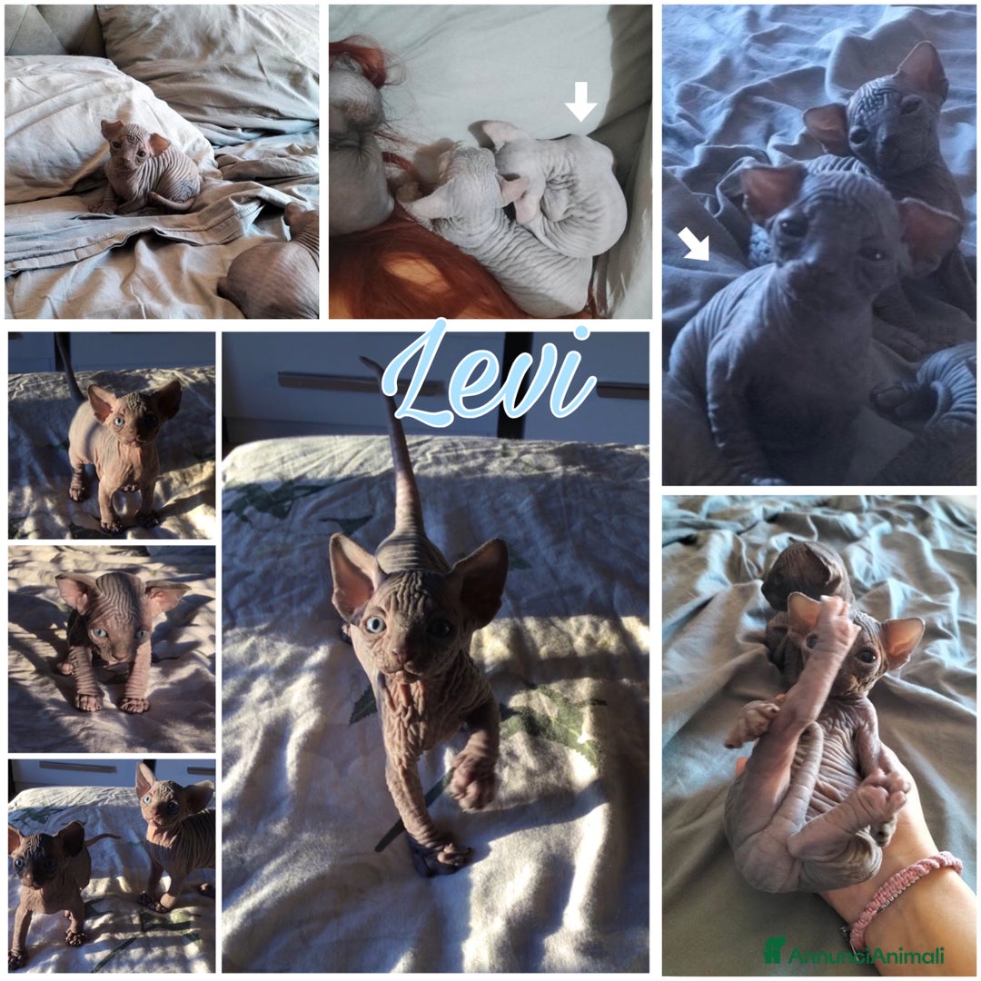 Sphynx gatti in vendita: Cuccioli canadian sphynx con pedigree - Annuncio 1