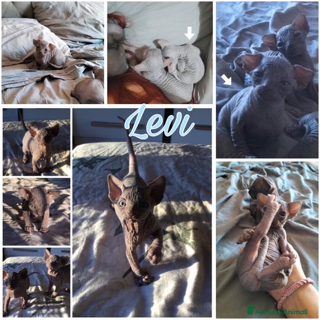 Sphynx gatti - Annuncio 4