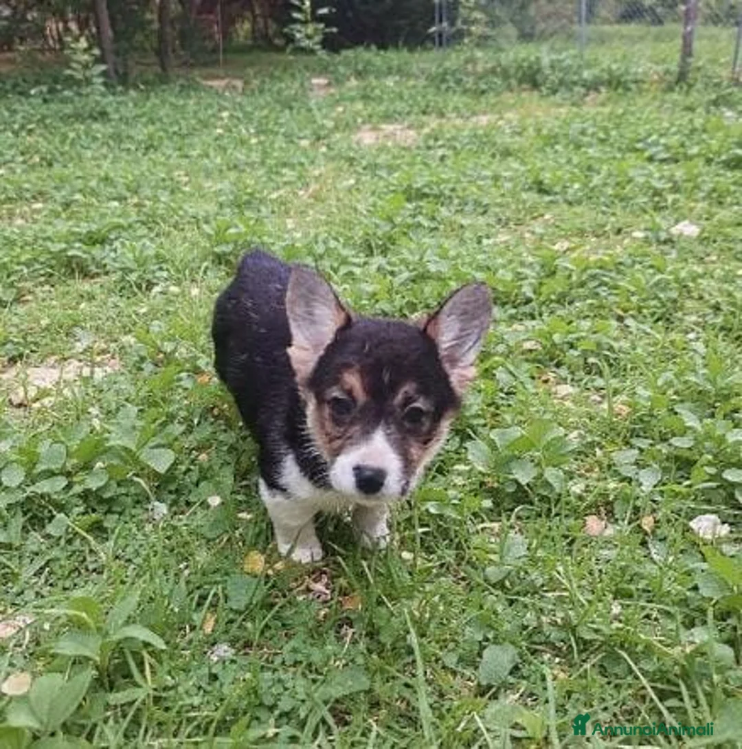 Welsh Terrier cani in vendita: Welsh Corgi Pembroke  a Provincia di Pavia - Annuncio 9