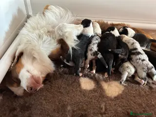 Australian Shepherd cani Cuccioli Australian Shepherd - Annuncio 5