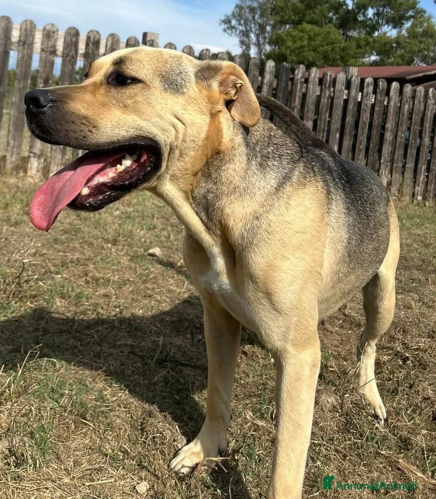 Meticcio cani in regalo: PENELOPE - Annuncio 4