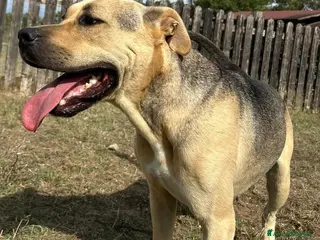 Meticcio cani in regalo: PENELOPE - Annuncio 4