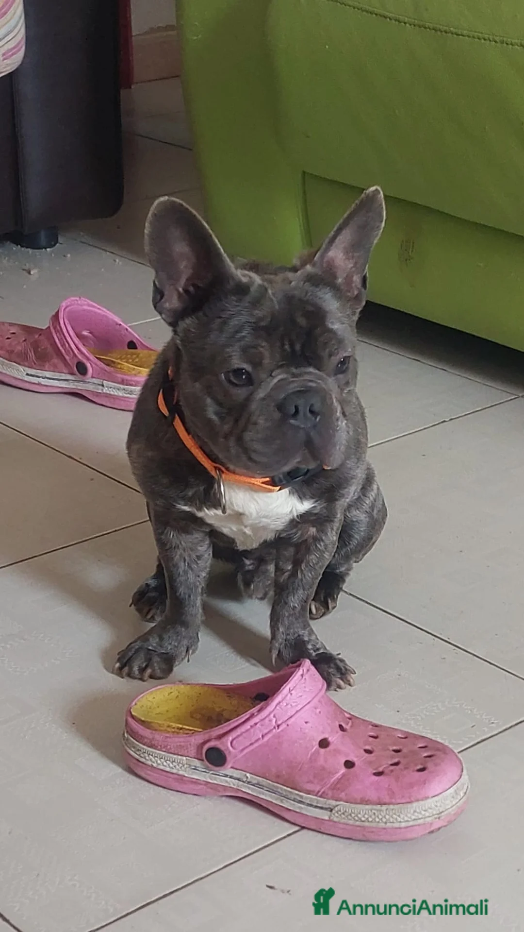 Bulldog Francese cani in regalo: Shamus Cerca Famiglia. Info Monica 3890238584 - Annuncio 16