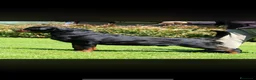 Rottweiler cani in vendita: Cuccioli di Rottwelier con pedigree  - Annuncio 9