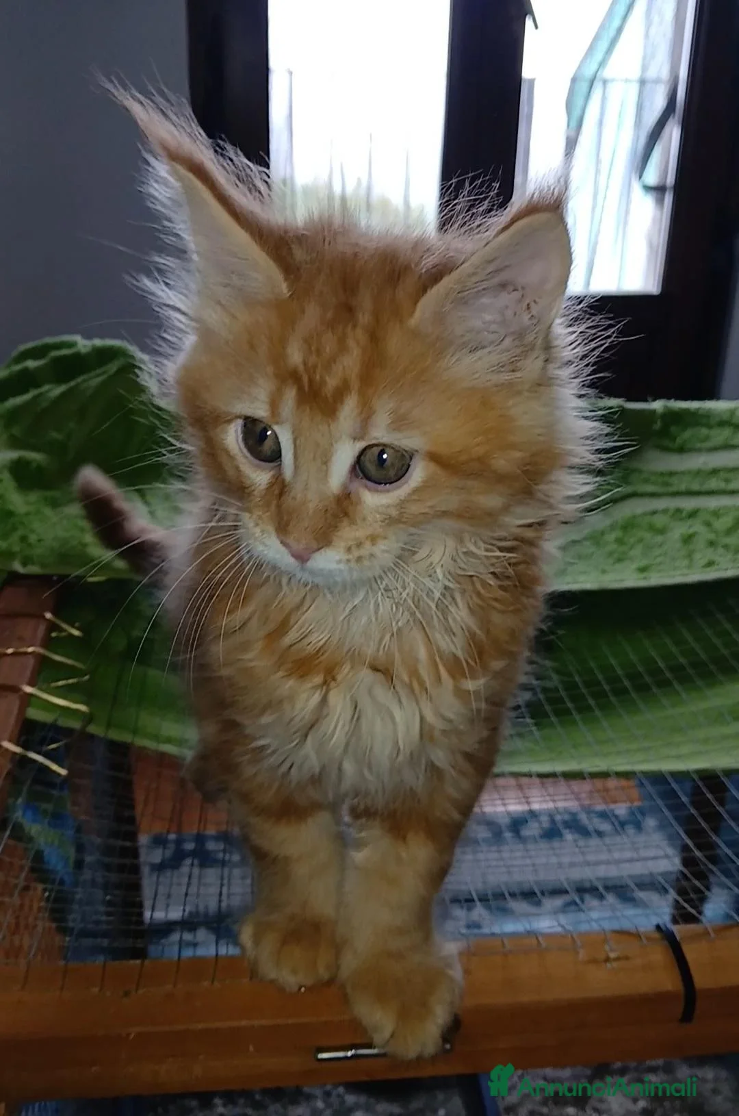 Maine Coon gatti in vendita: Cuccioli di maine coon - Annuncio 6
