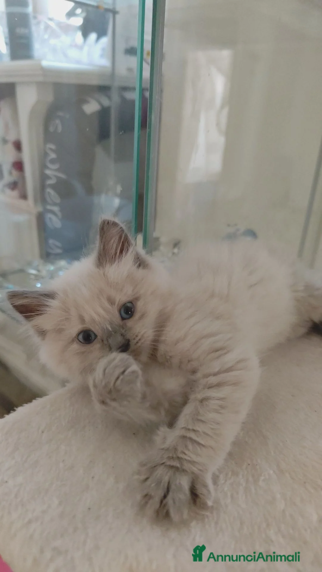 Ragdoll gatti in vendita: Ragdoll  - Annuncio 2