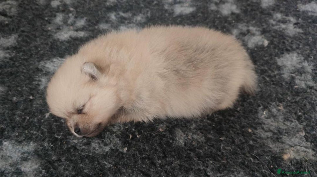 Volpino Pomerania cani in vendita: Cuccioli di Pomerania - Annuncio 4