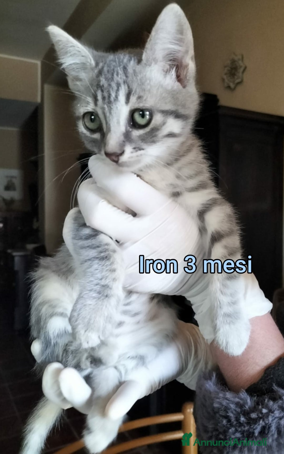 Europeo gatti in regalo: TANTI GATTINI DA SALVARE  - Annuncio 1