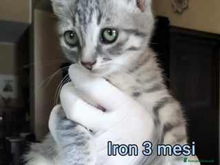 Europeo gatti TANTI GATTINI DA SALVARE - Annuncio 1