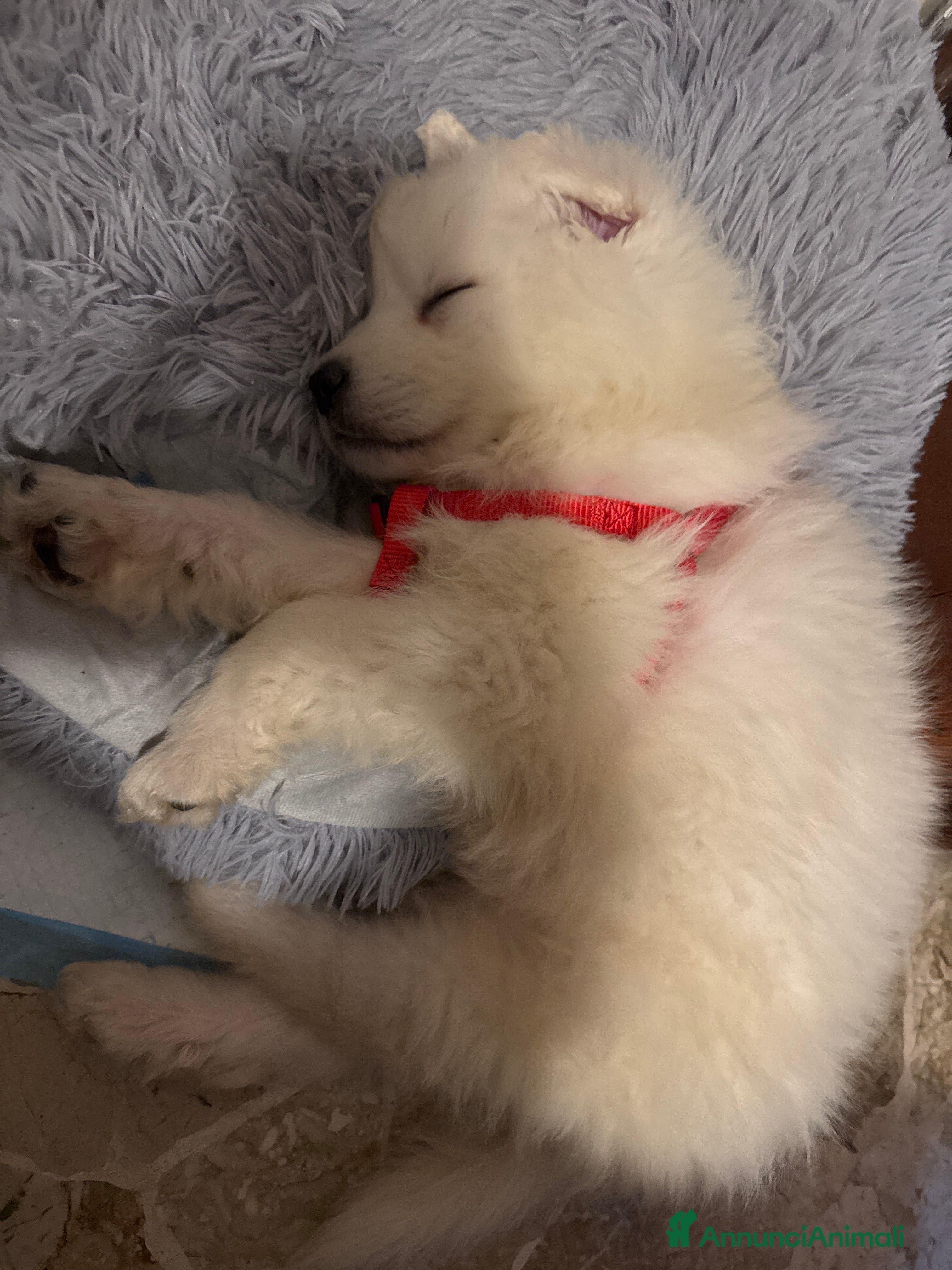 Pastore Maremmano cani Cucciolo pastore maremmano - Annuncio 1