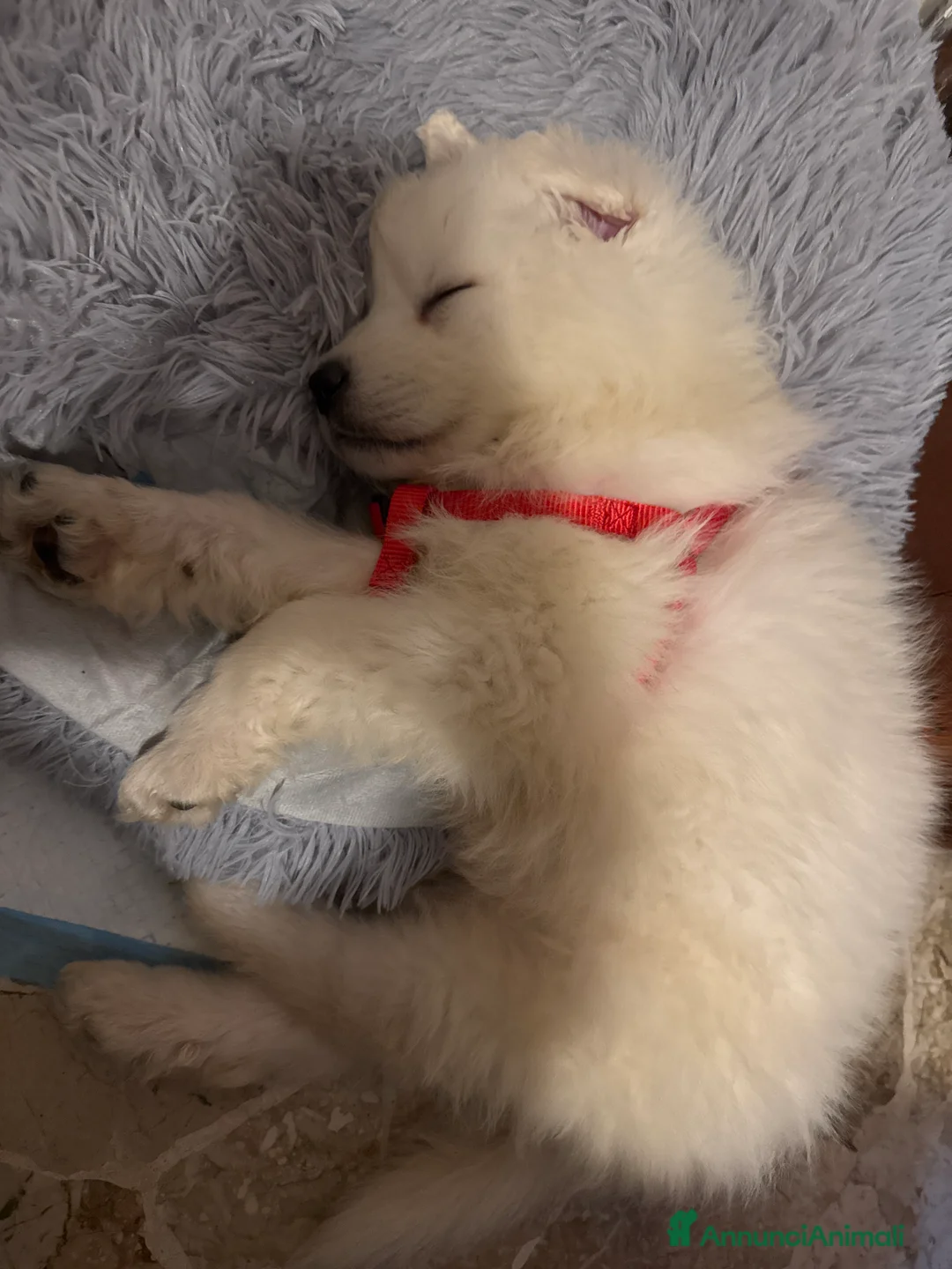 Pastore Maremmano cani in regalo: Cucciolo pastore maremmano - Annuncio 1