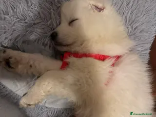 Pastore Maremmano cani Cucciolo pastore maremmano - Annuncio 1