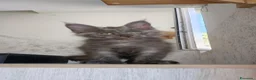 Maine Coon gatti in vendita: Maine Coon Blue Smoke femmina  - Annuncio 8