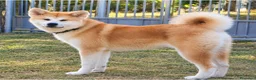 Akita Inu cani in vendita: Akita Inu femmina Rina da eccellenti linee FCI a Città metropolitana di Milano - Annuncio 6