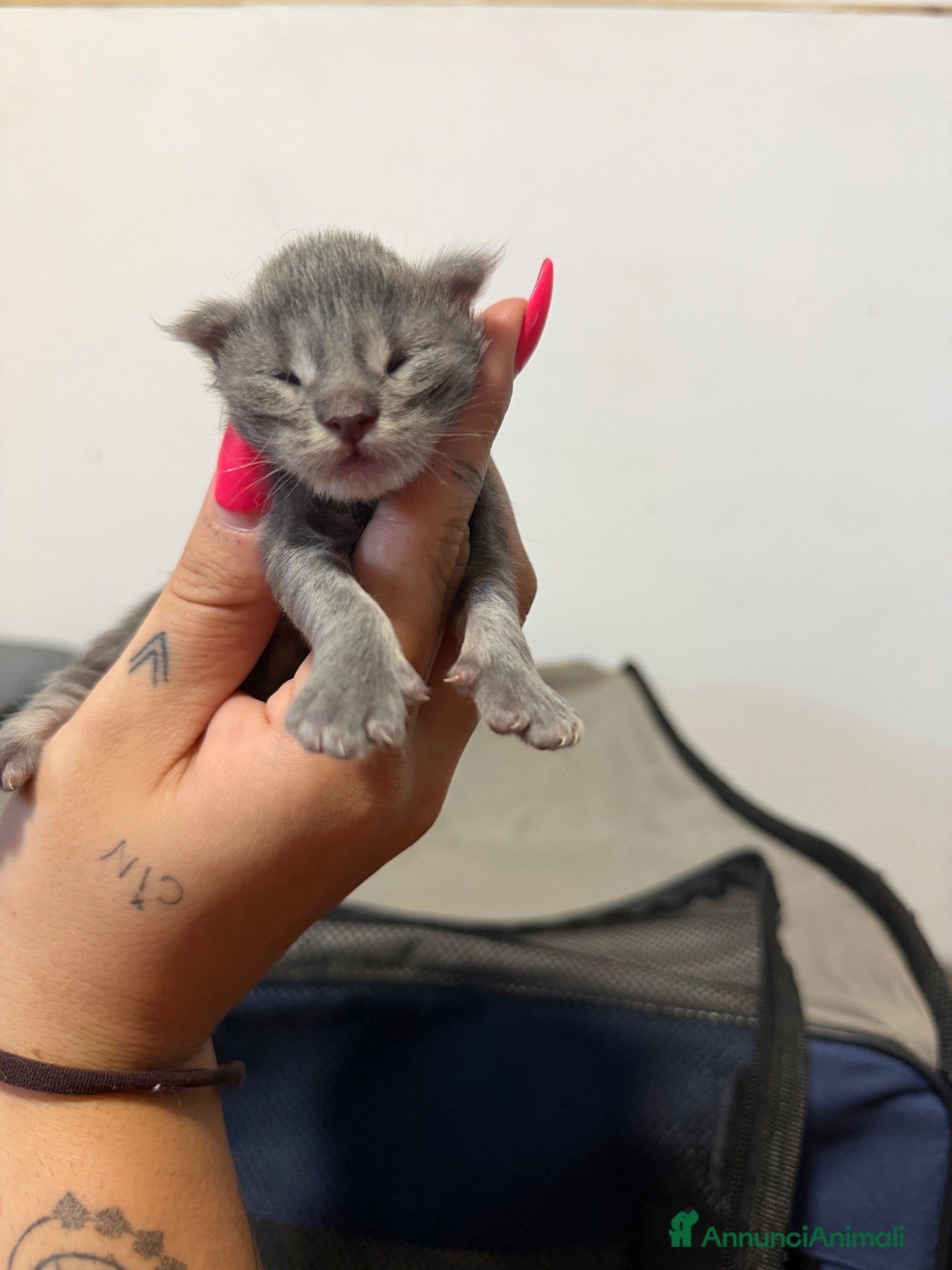 Maine Coon gatti MAINE COON CON PEDIGREE - Annuncio 6