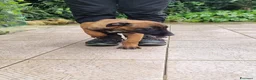 Pastore Belga cani in vendita: Cuccioli Pastore Belga Malinois in tutta Italia  a Provincia di Taranto - Annuncio 5