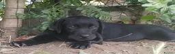 Labrador cani in vendita: Cucciolo di Labrador Retriever  nero - Annuncio 2