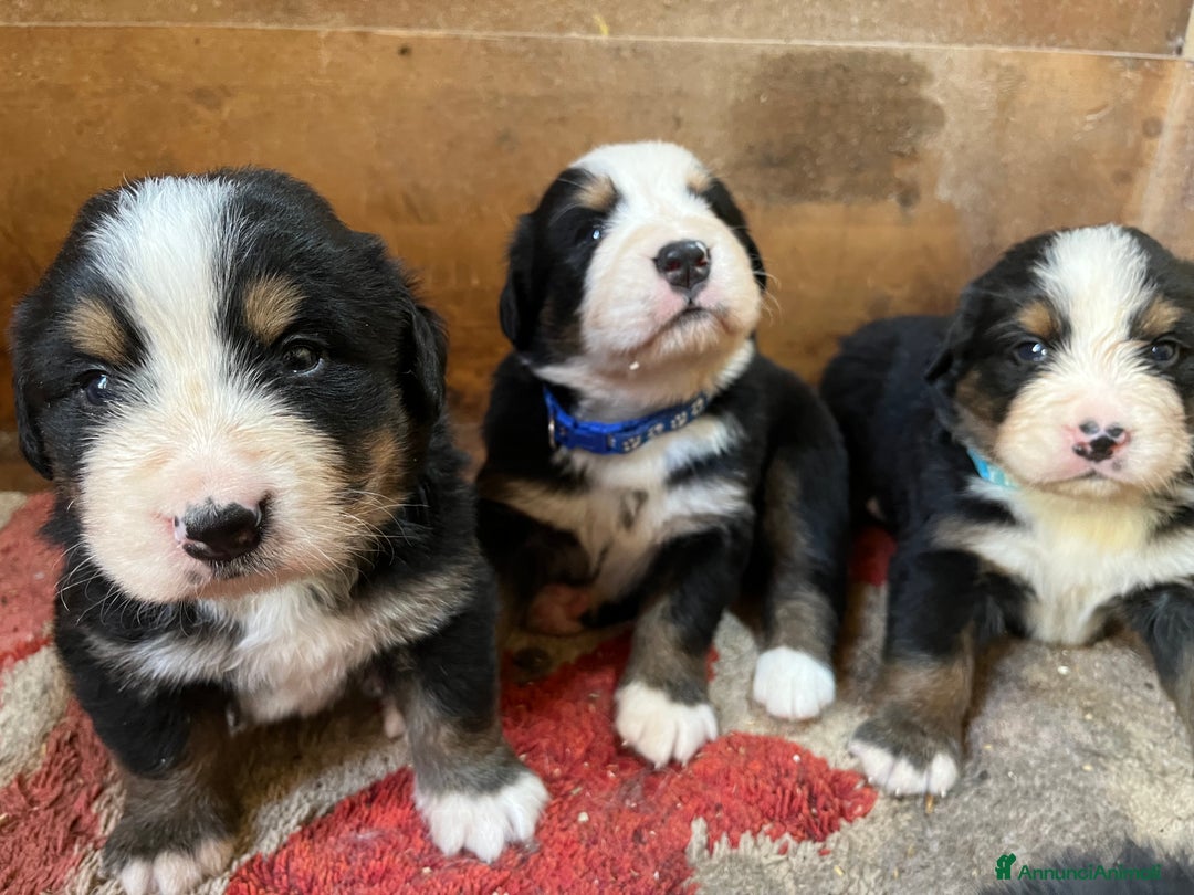 Bovaro del Bernese cani in vendita: Cuccioli bovaro del Bernese a Provincia autonoma di Trento - Immagine 8