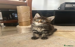 Maine Coon gatti in vendita: Maine Coon pedigree Anfi a Provincia di Modena - Immagine 29